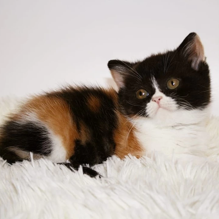 Guine British Shorthair Kittens | Large selection of kittens. 