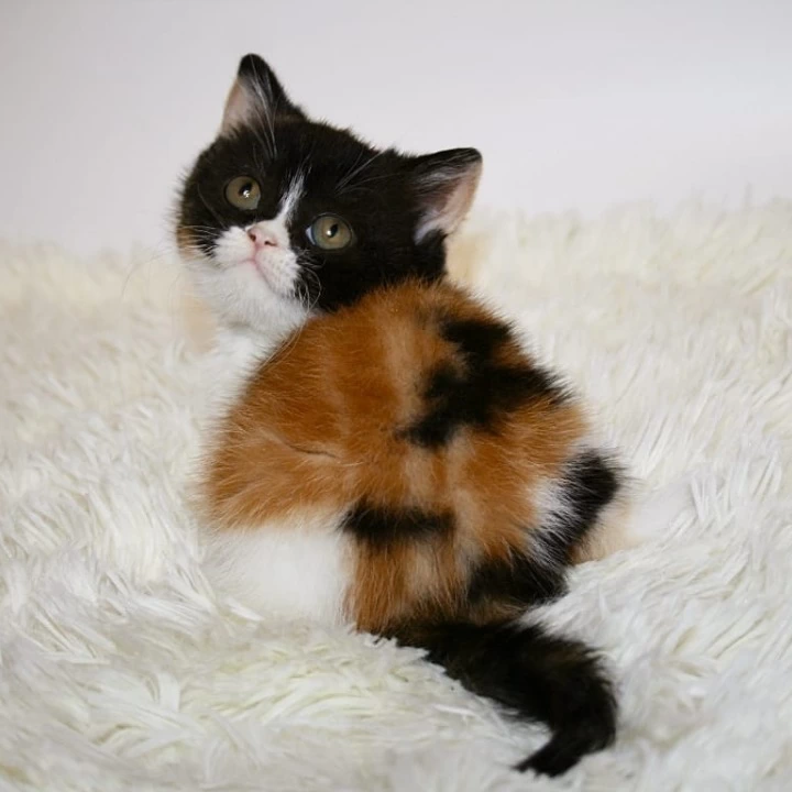 Guine British Shorthair Kittens | Large selection of kittens. 