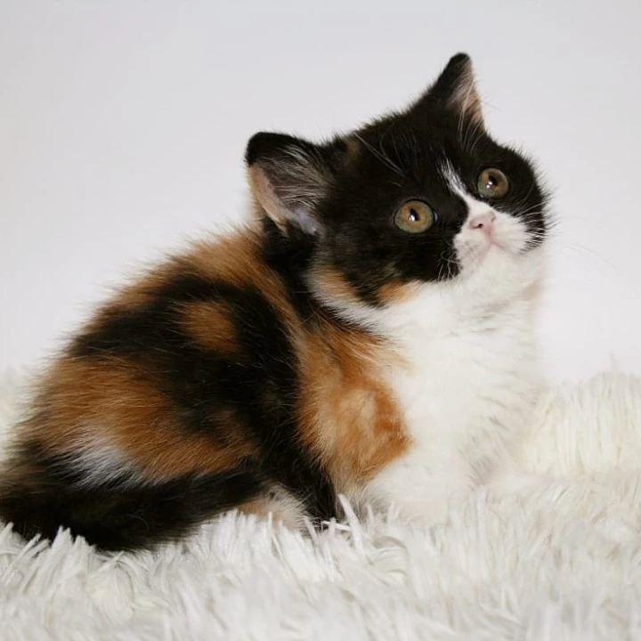 Guine British Shorthair Kittens | Large selection of kittens. 