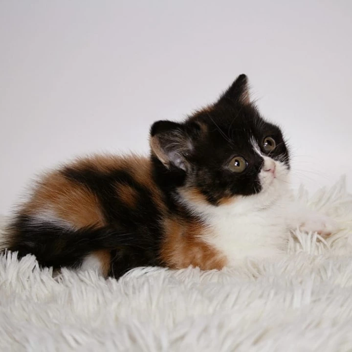 Guine British Shorthair Kittens | Large selection of kittens. 