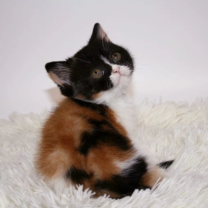 Guine British Shorthair Kittens | Large selection of kittens. 