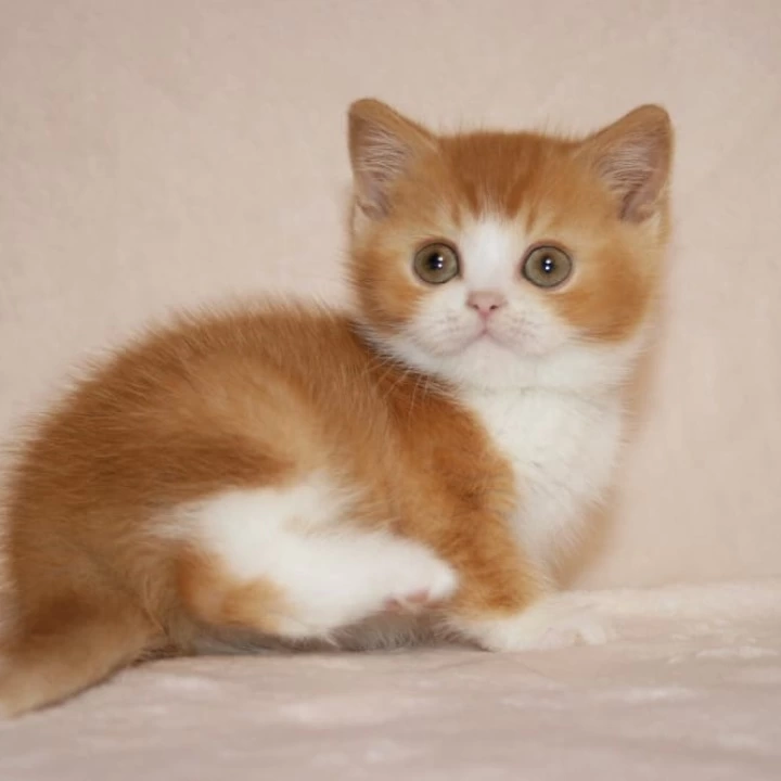 Galah British Shorthair Kittens | Kittens for sale. 