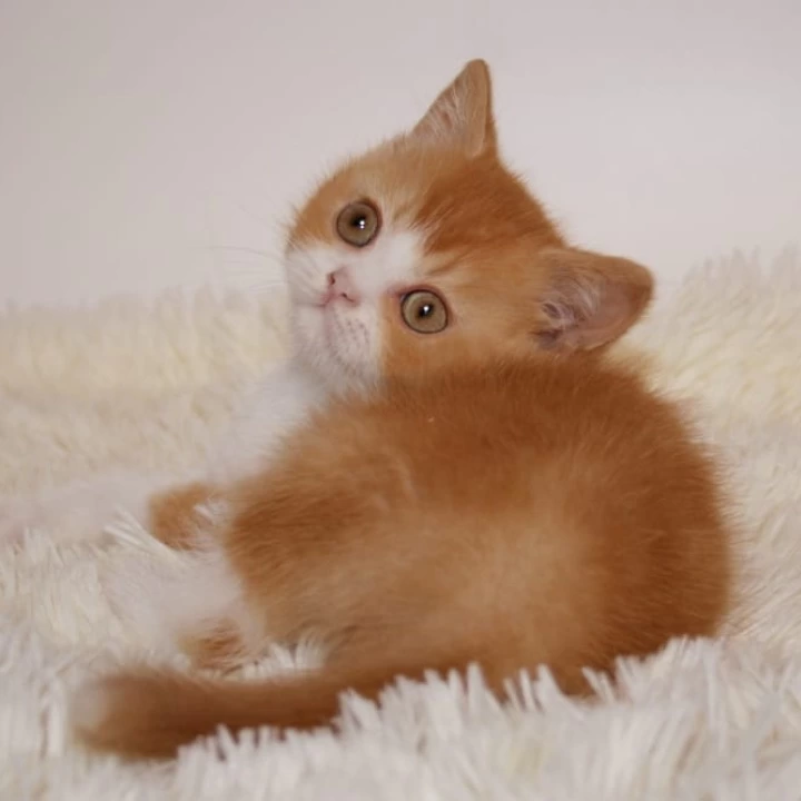Galah British Shorthair Kittens | Kittens for sale. 