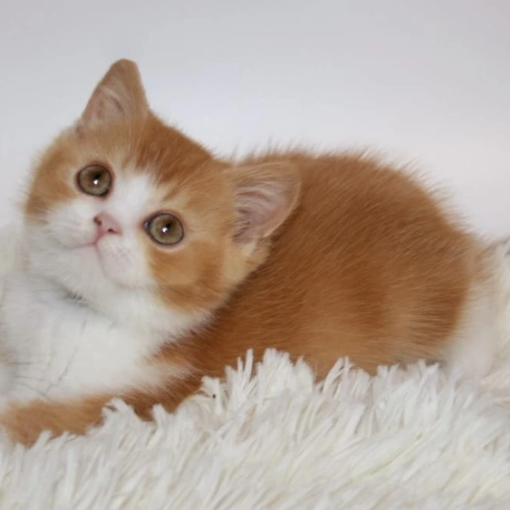 Galah British Shorthair Kittens | Kittens for sale. 