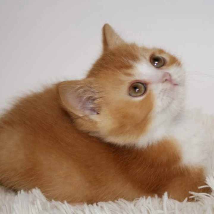 Galah British Shorthair Kittens | Kittens for sale. 