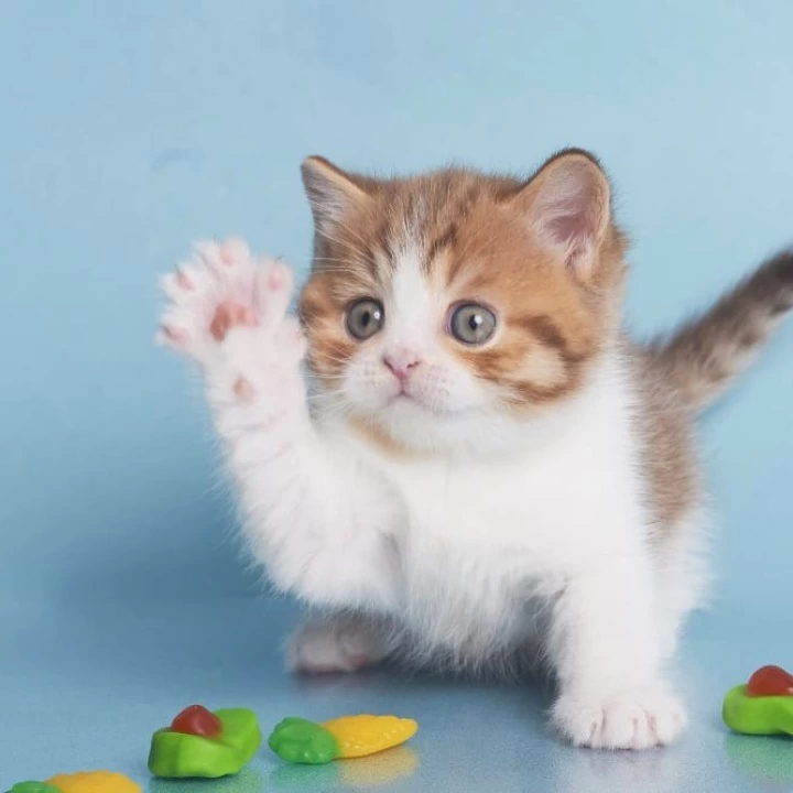 Demmy British Shorthair Kittens | Kittens for sale. 