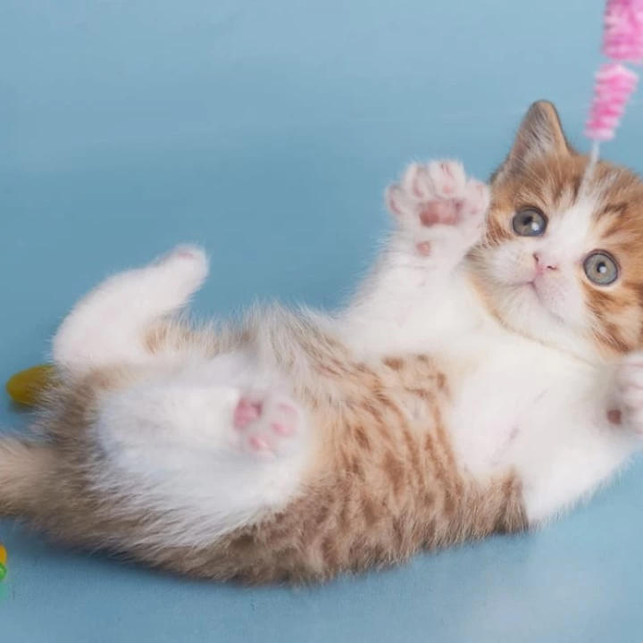 Demmy British Shorthair Kittens | Kittens for sale.