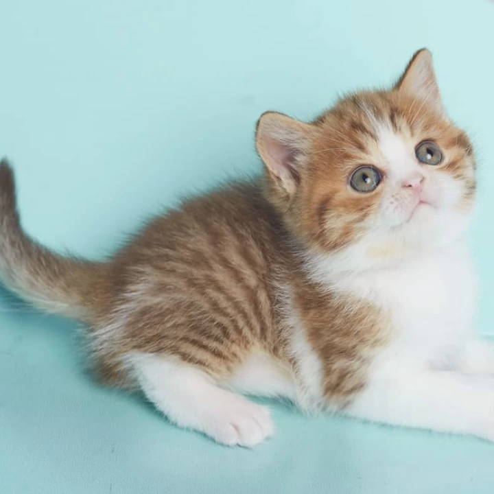 Demmy British Shorthair Kittens | Kittens for sale.