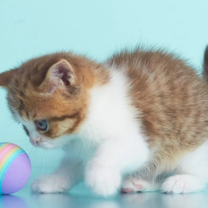 Demmy British Shorthair Kittens | Kittens for sale.