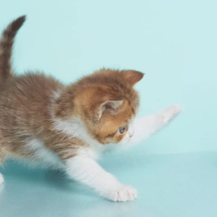 Demmy British Shorthair Kittens | Kittens for sale. 