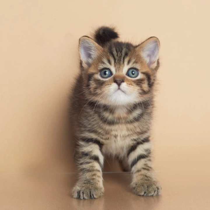 Deny British Shorthair Kittens | Large selection of kittens. 