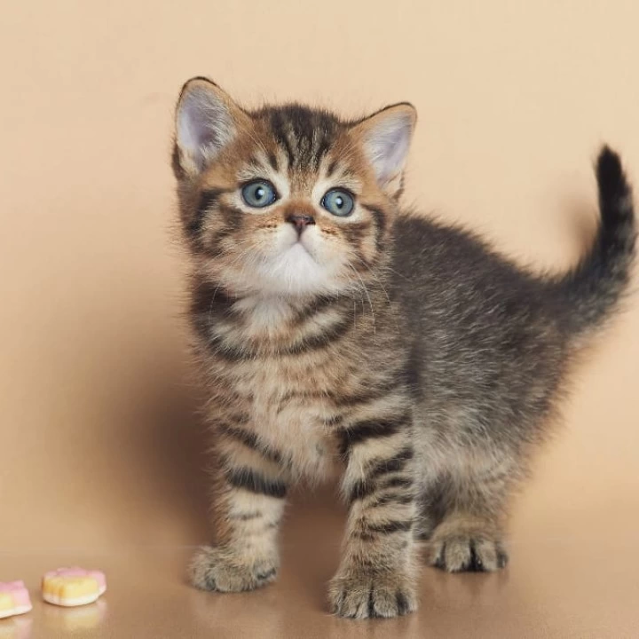 Deny British Shorthair Kittens | Large selection of kittens.