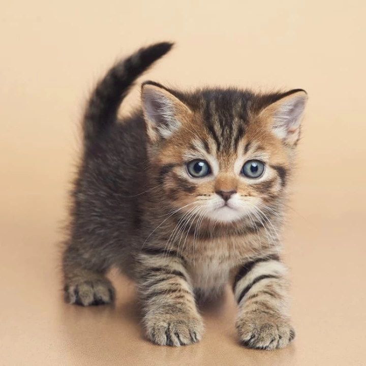 Deny British Shorthair Kittens | Large selection of kittens.