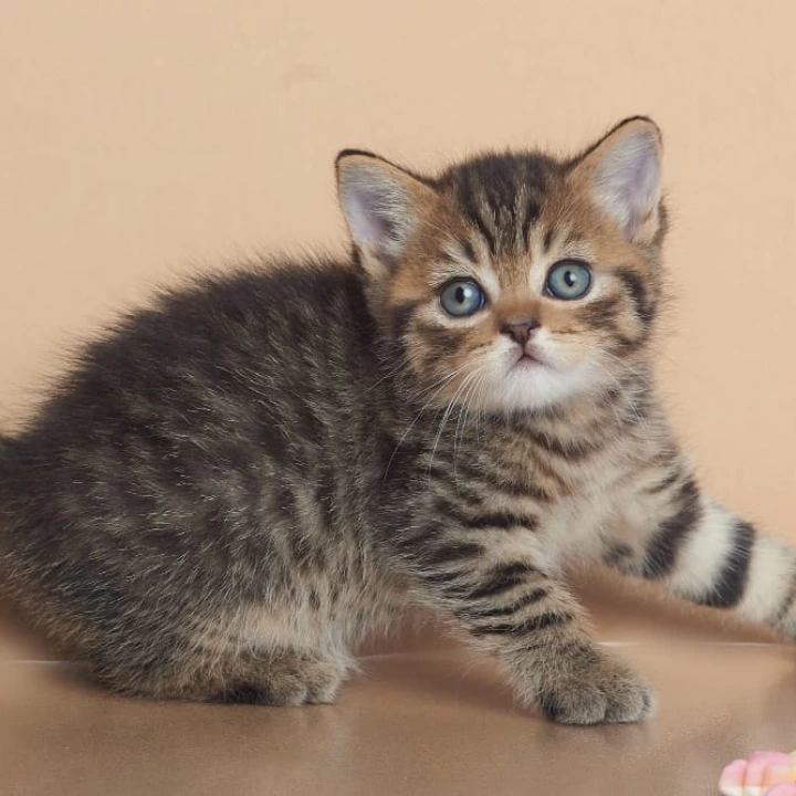 Deny British Shorthair Kittens | Large selection of kittens. 