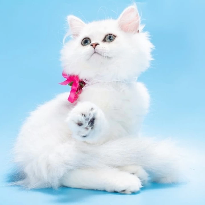 Ouen British Shorthair Kittens | Buy a kitten. 