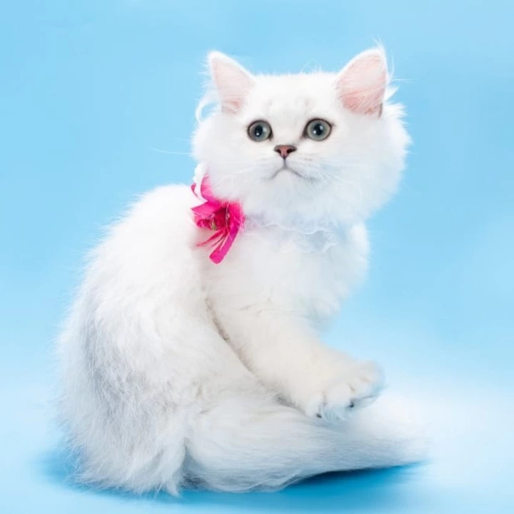 Ouen British Shorthair Kittens | Buy a kitten. 