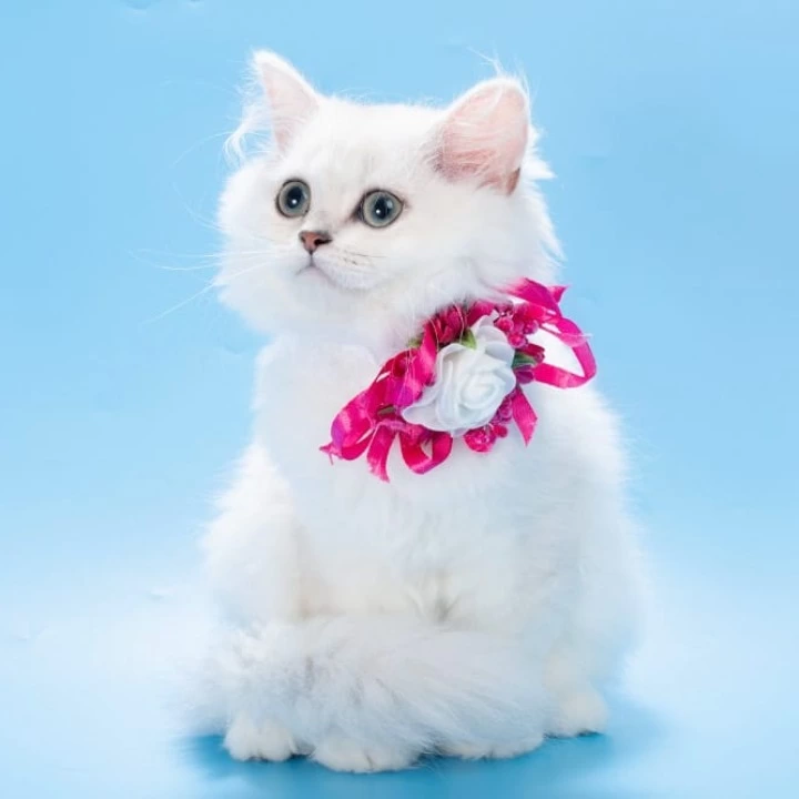 Ouen British Shorthair Kittens | Buy a kitten. 