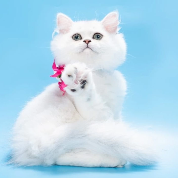 Ouen British Shorthair Kittens | Buy a kitten. 