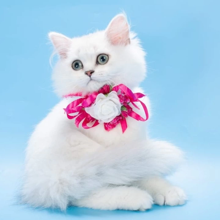 Ouen British Shorthair Kittens | Buy a kitten. 