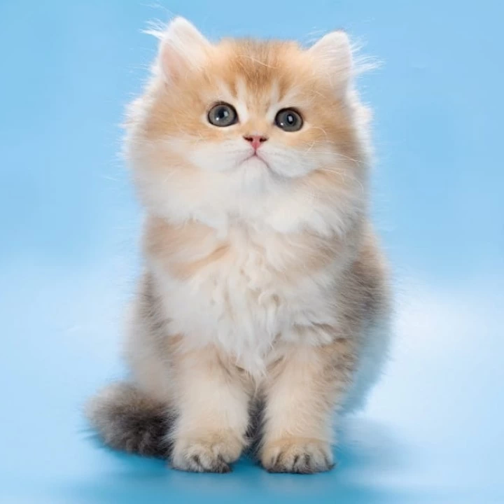 Patry Longhair British Shorthair Kittens | Kitten for sale. 