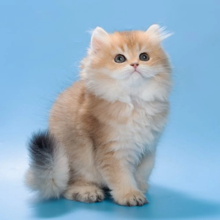 Patry Longhair British Shorthair Kittens | Kitten for sale.