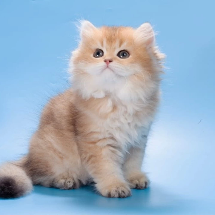 Patry Longhair British Shorthair Kittens | Kitten for sale.