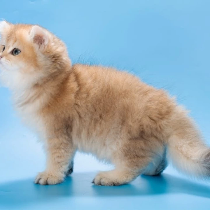 Patry Longhair British Shorthair Kittens | Kitten for sale.