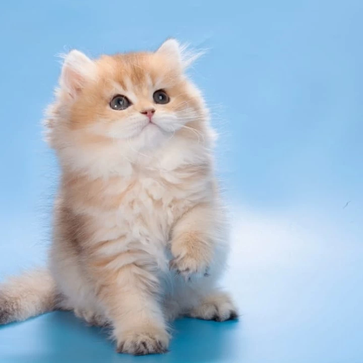 Patry Longhair British Shorthair Kittens | Kitten for sale.