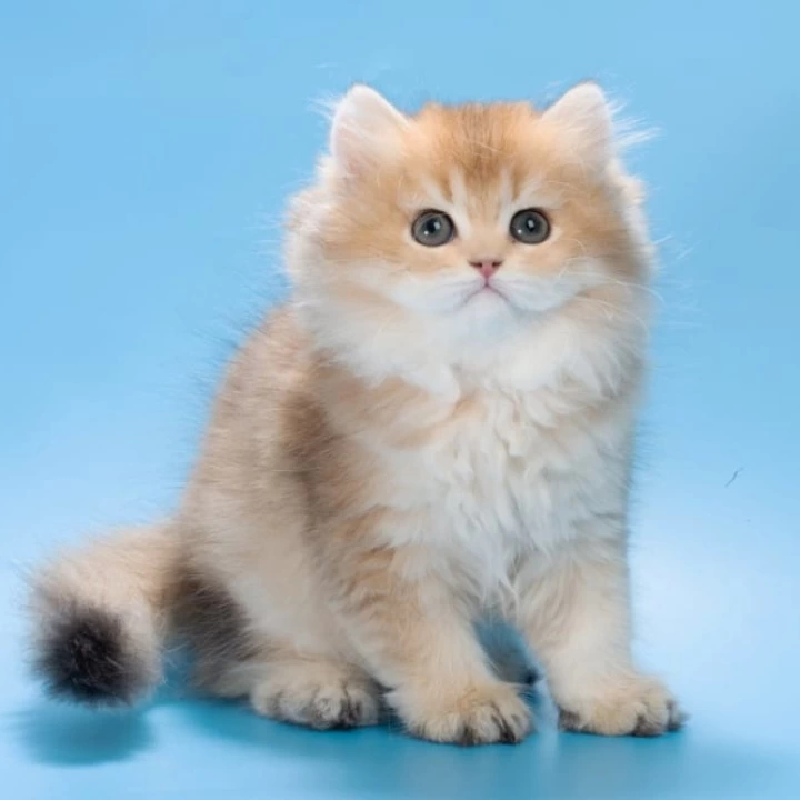 Patry Longhair British Shorthair Kittens | Kitten for sale. 