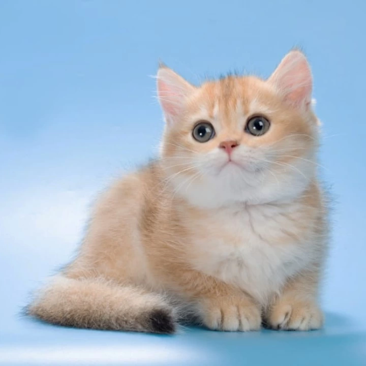 Pasy British Shorthair Kittens | Kittens for sale. 