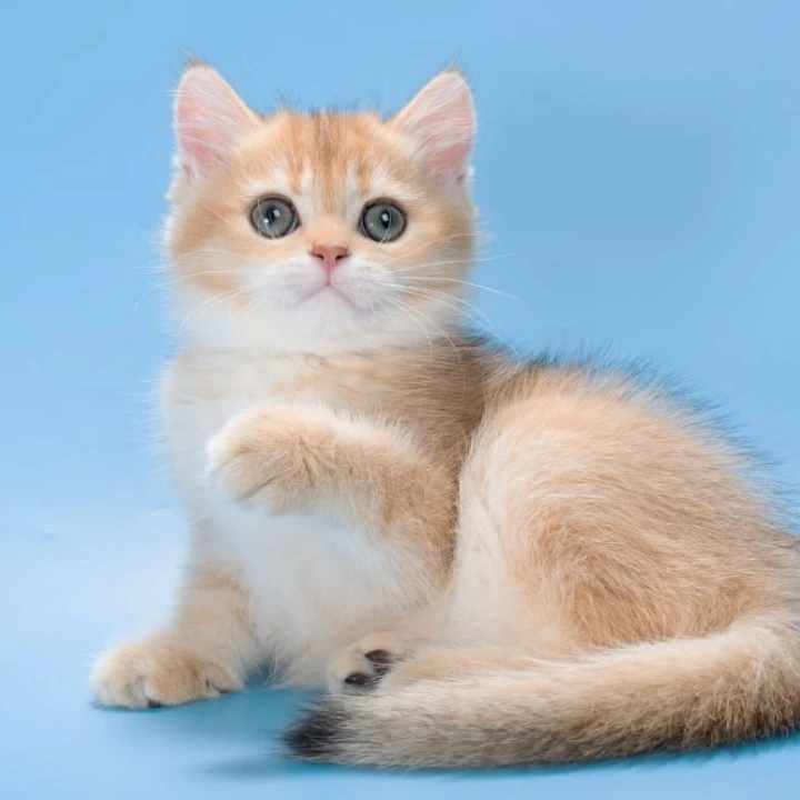 Pasy British Shorthair Kittens | Kittens for sale.