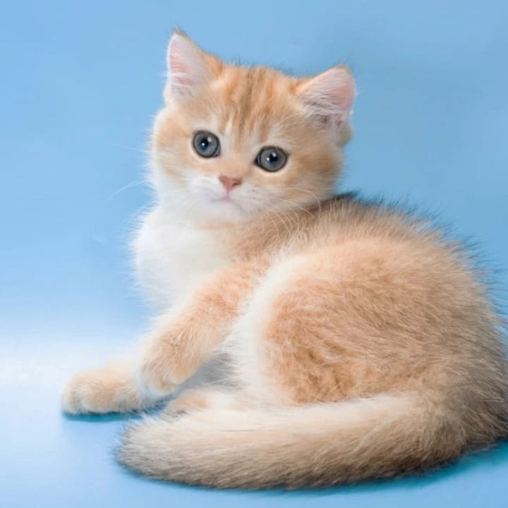 Pasy British Shorthair Kittens | Kittens for sale.