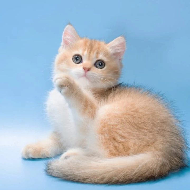 Pasy British Shorthair Kittens | Kittens for sale.
