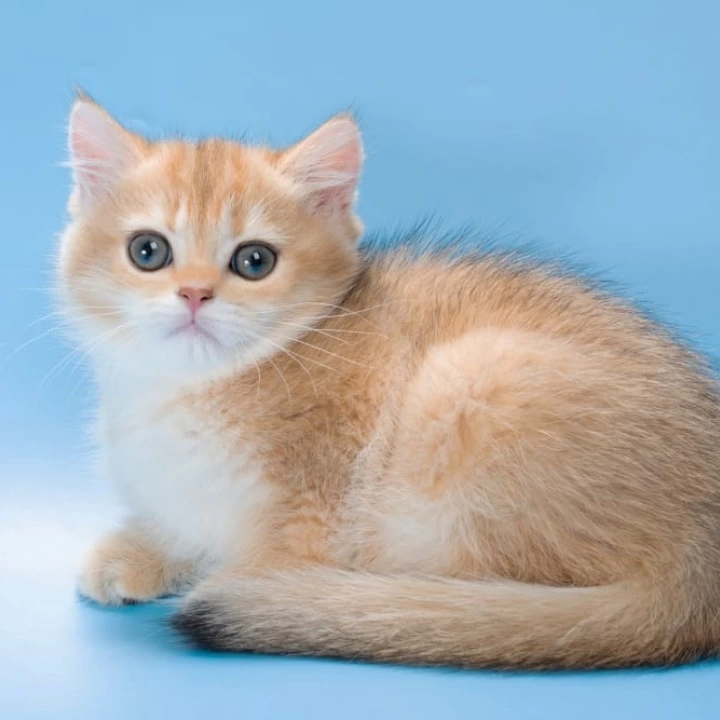 Pasy British Shorthair Kittens | Kittens for sale.