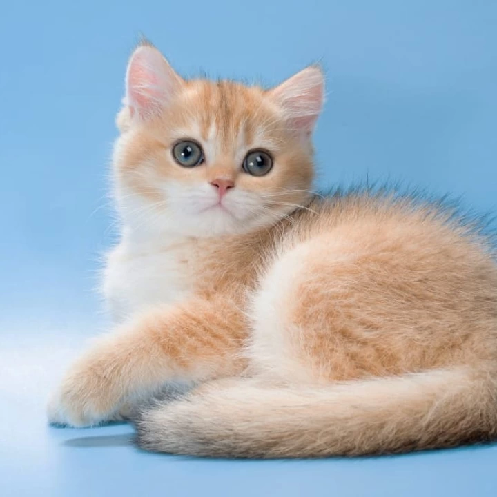 Pasy British Shorthair Kittens | Kittens for sale. 