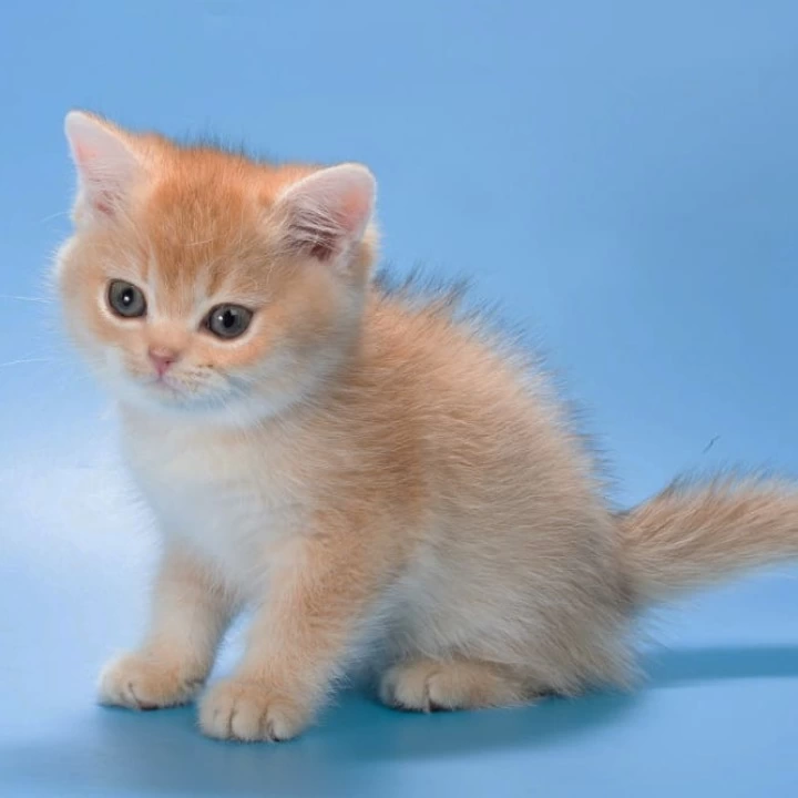 Patric British Shorthair Kittens | Buy a kitten. 