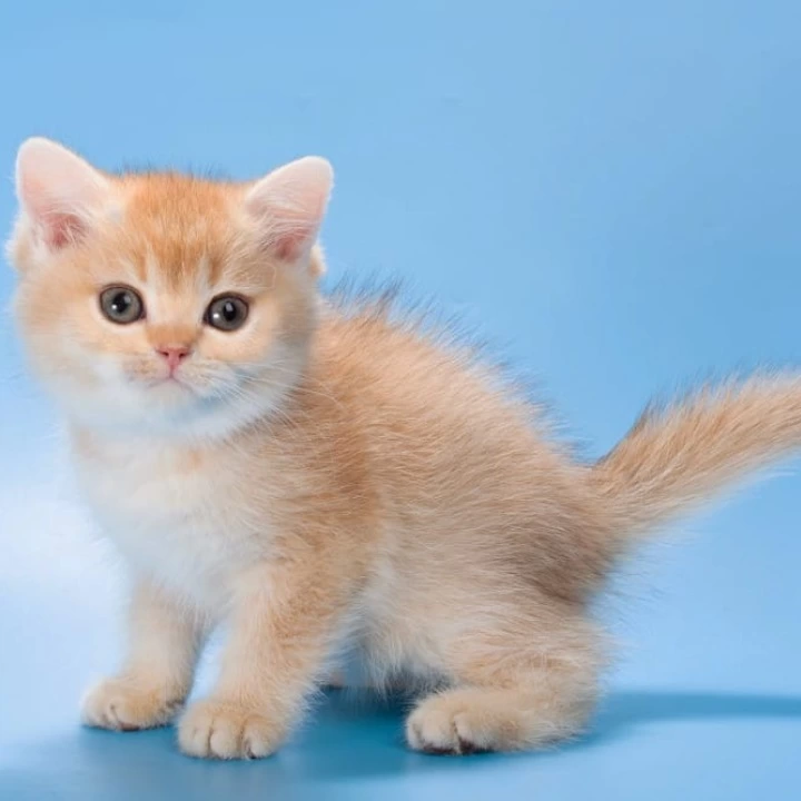 Patric British Shorthair Kittens | Buy a kitten. 