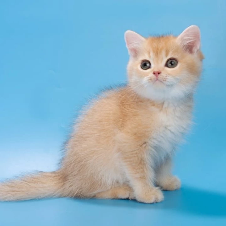 Patric British Shorthair Kittens | Buy a kitten. 