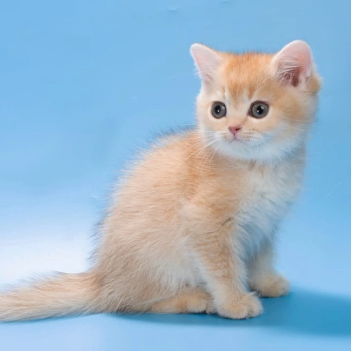 Patric British Shorthair Kittens | Buy a kitten. 