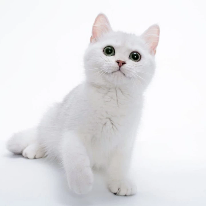 Olif British Shorthair Kittens | Kittens for sale. 