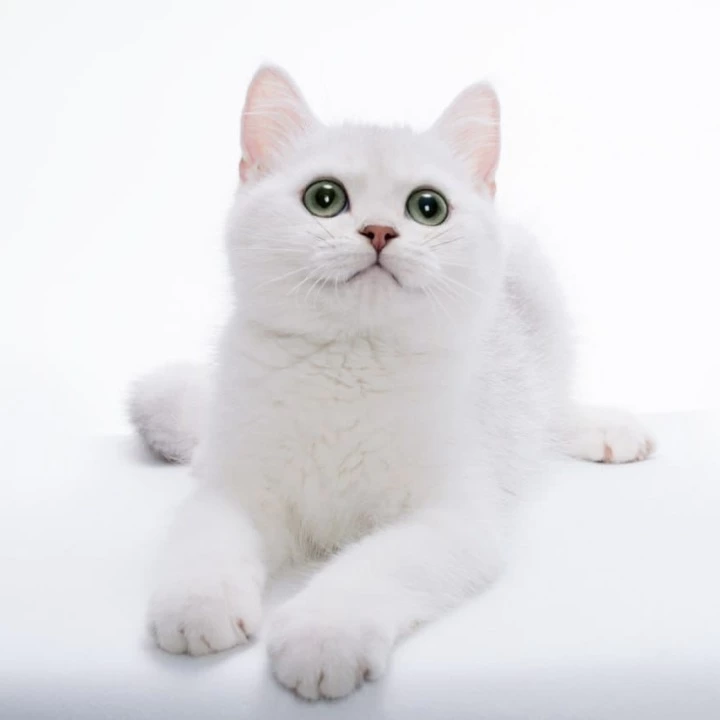 Olif British Shorthair Kittens | Kittens for sale. 