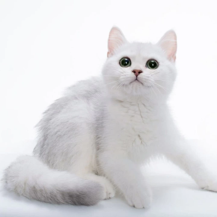 Olif British Shorthair Kittens | Kittens for sale. 