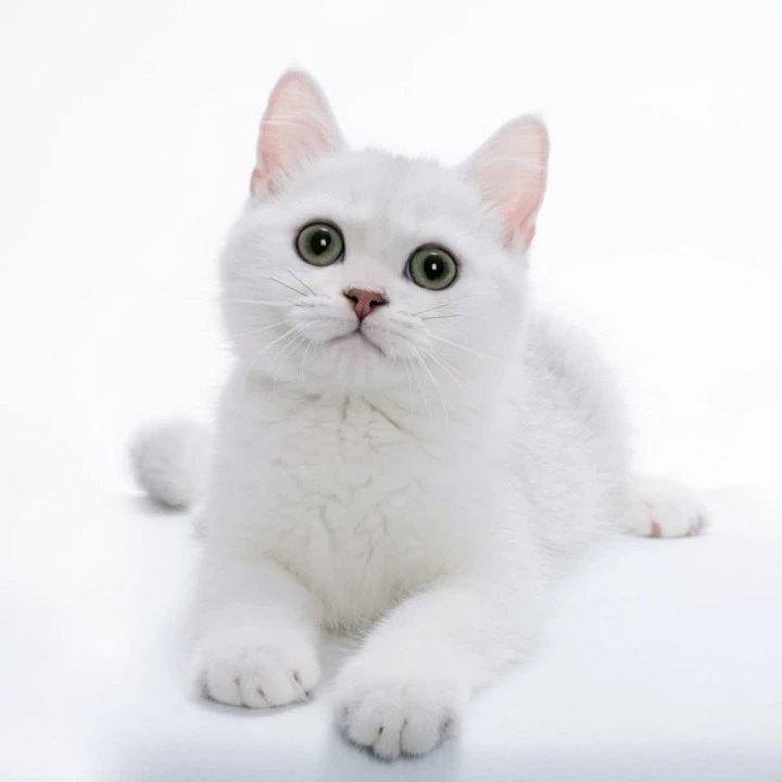 Olif British Shorthair Kittens | Kittens for sale. 