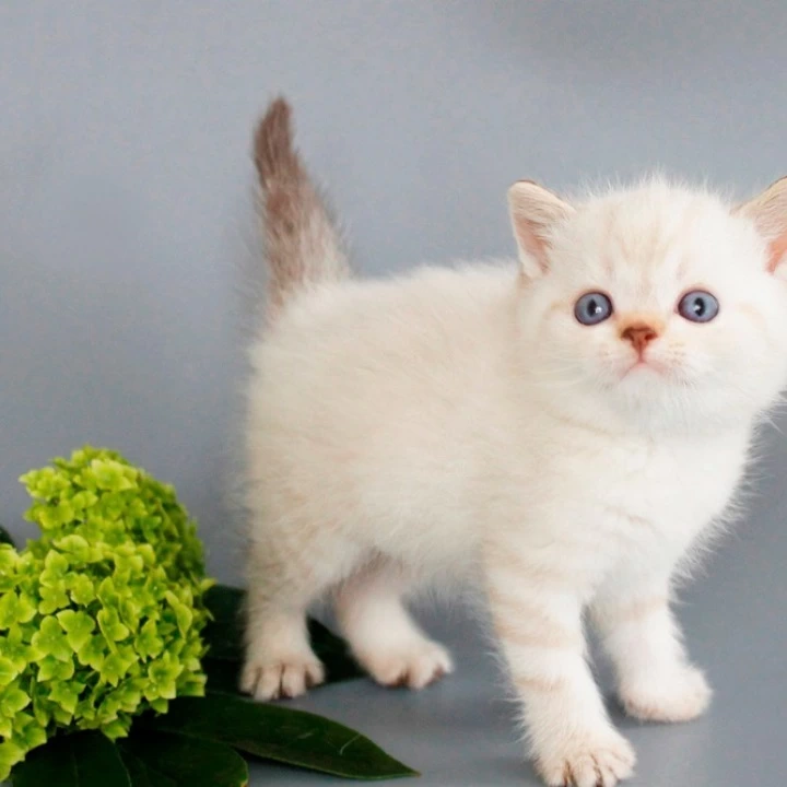 Ruffy British Shorthair Kittens | Large selection of kittens. 