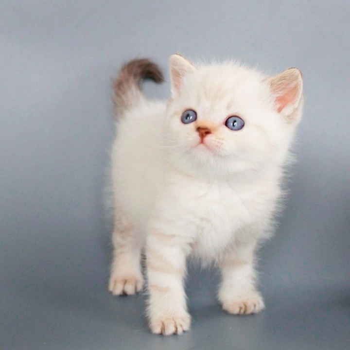 Ruffy British Shorthair Kittens | Large selection of kittens. 