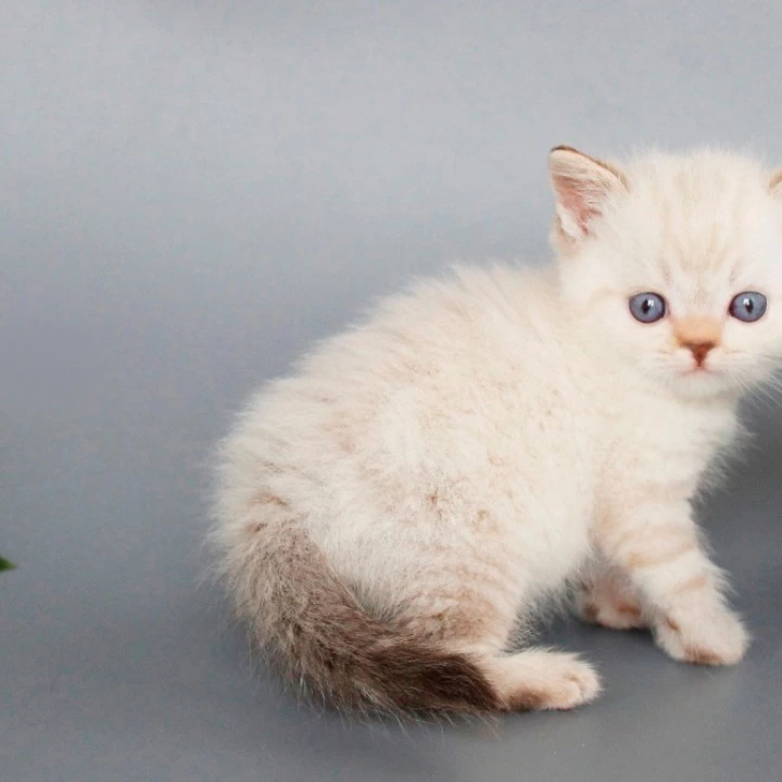 Ruffy British Shorthair Kittens | Large selection of kittens. 