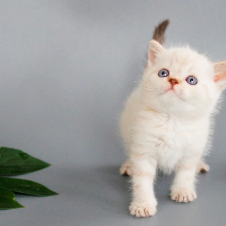 Ruffy British Shorthair Kittens | Large selection of kittens. 