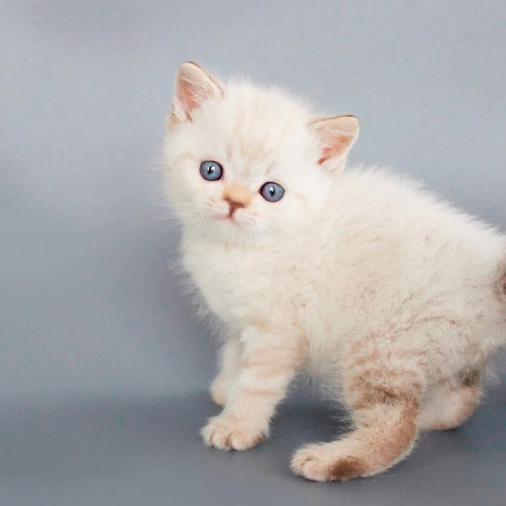 Ruffy British Shorthair Kittens | Large selection of kittens. 