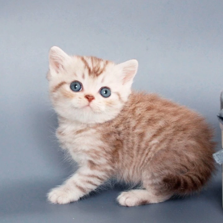 Rim British Shorthair Kittens | Kitten for sale. 