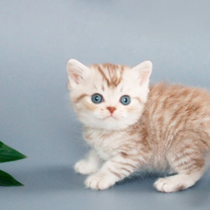 Rim British Shorthair Kittens | Kitten for sale. 